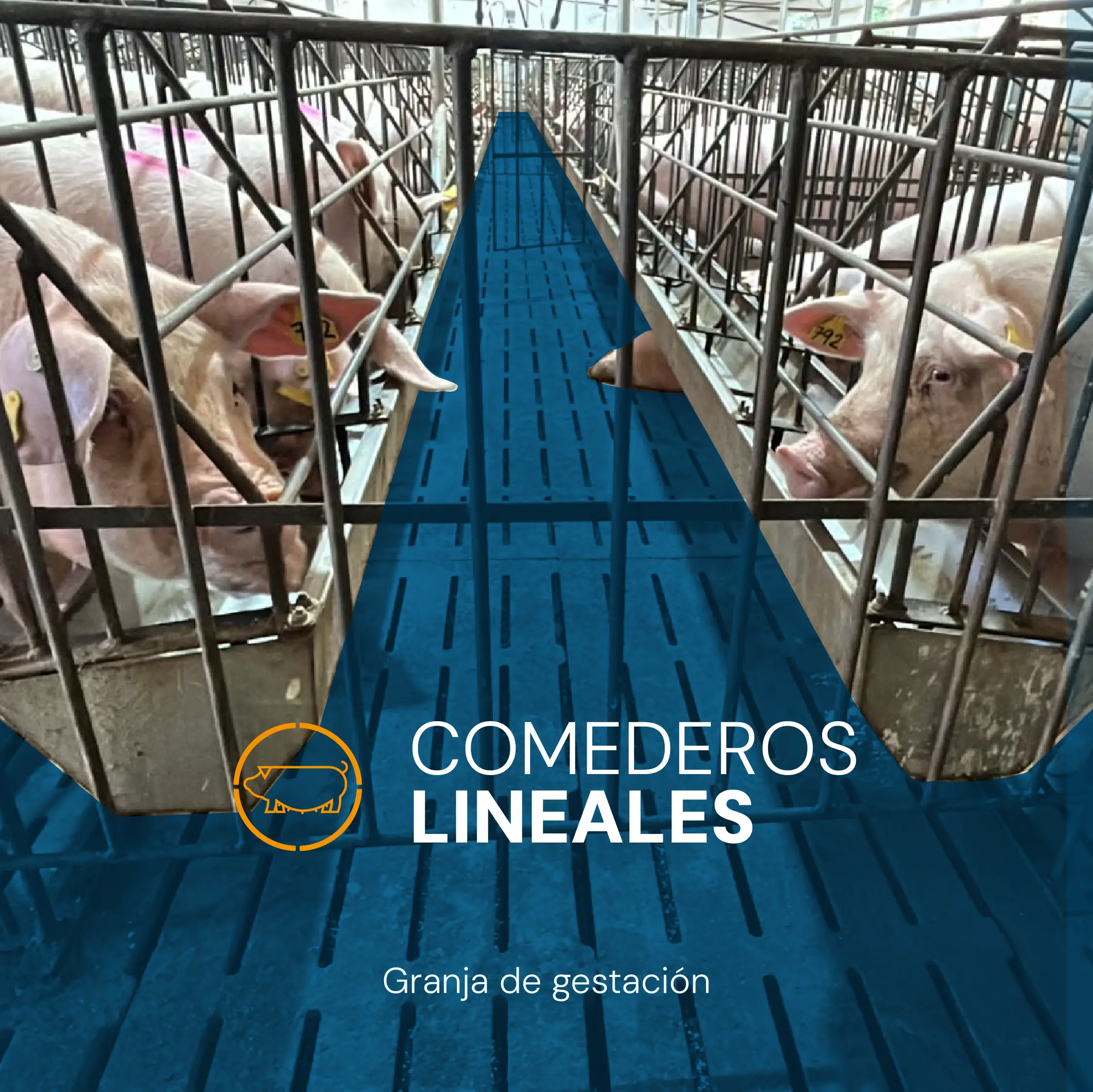 Comedero lineal de acero inoxidable AISI 304 para cerdos de engorde, fabricado a medida por Porinox